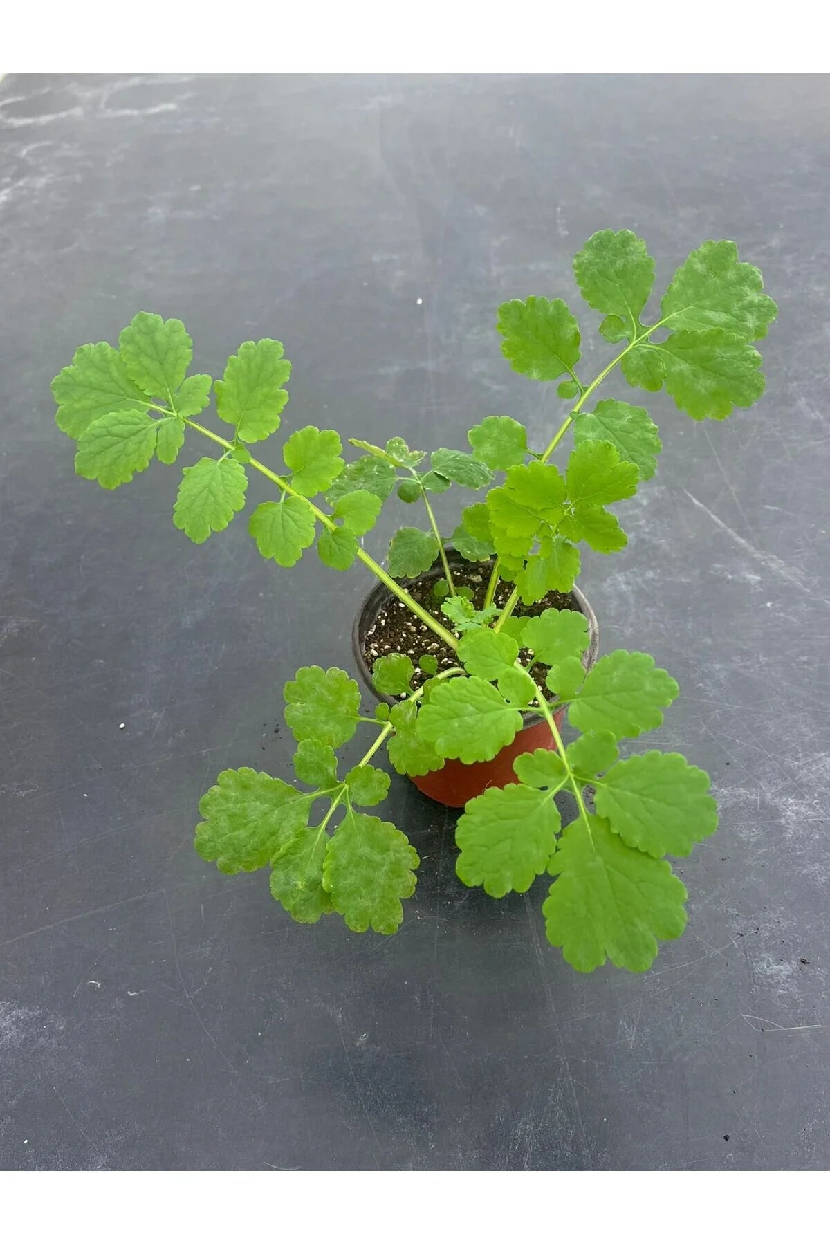 Kırlangıç Otu: Doğanın Gücünü Keşfedin