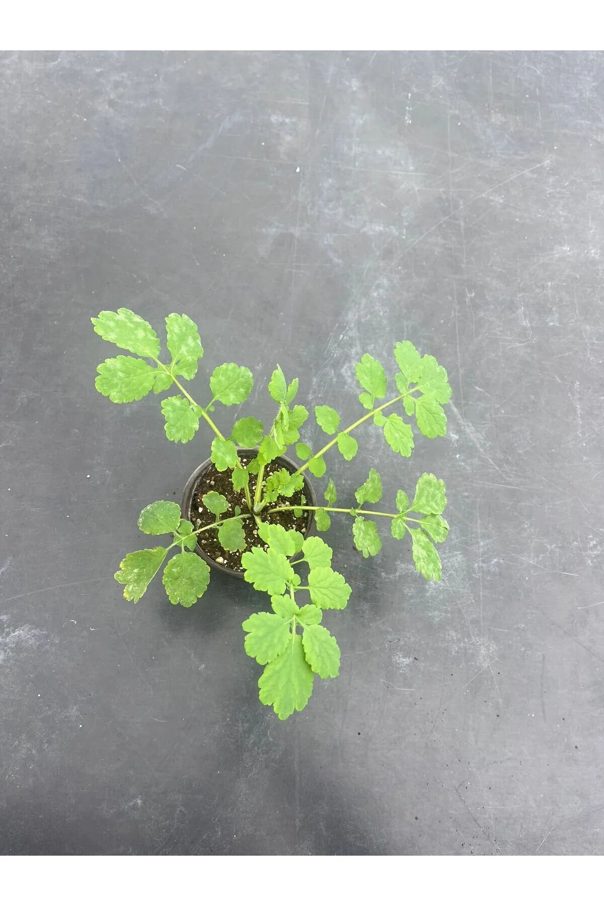 Kırlangıç Otu: Doğanın Gücünü Keşfedin