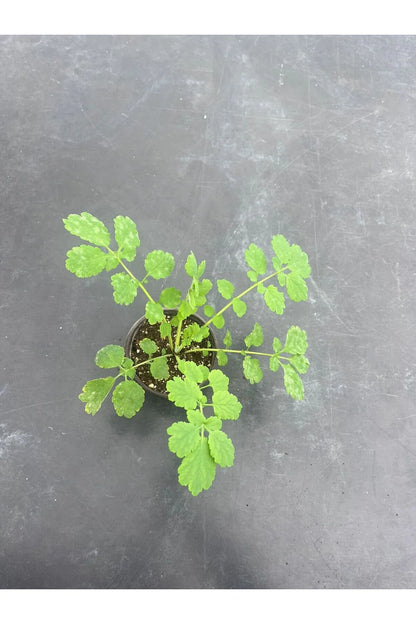 Kırlangıç Otu: Doğanın Gücünü Keşfedin