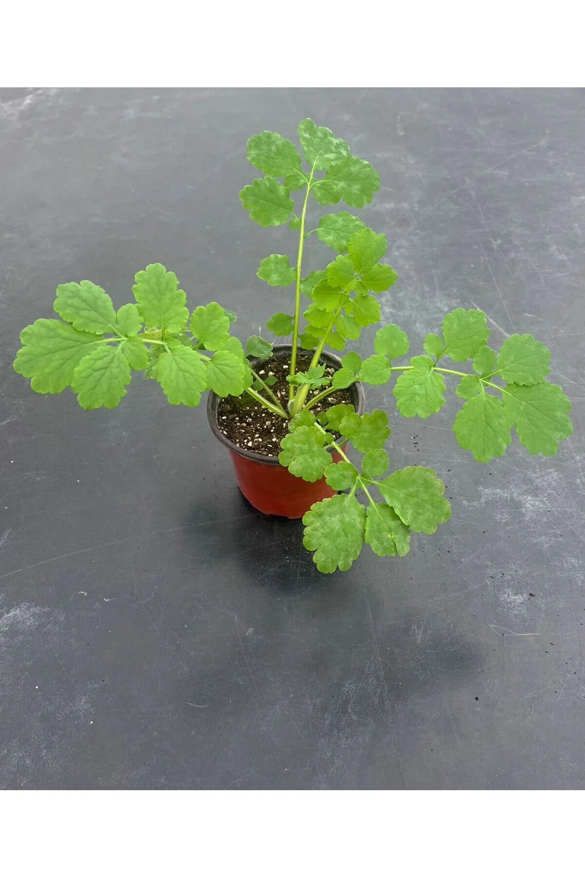 Kırlangıç Otu: Doğanın Gücünü Keşfedin