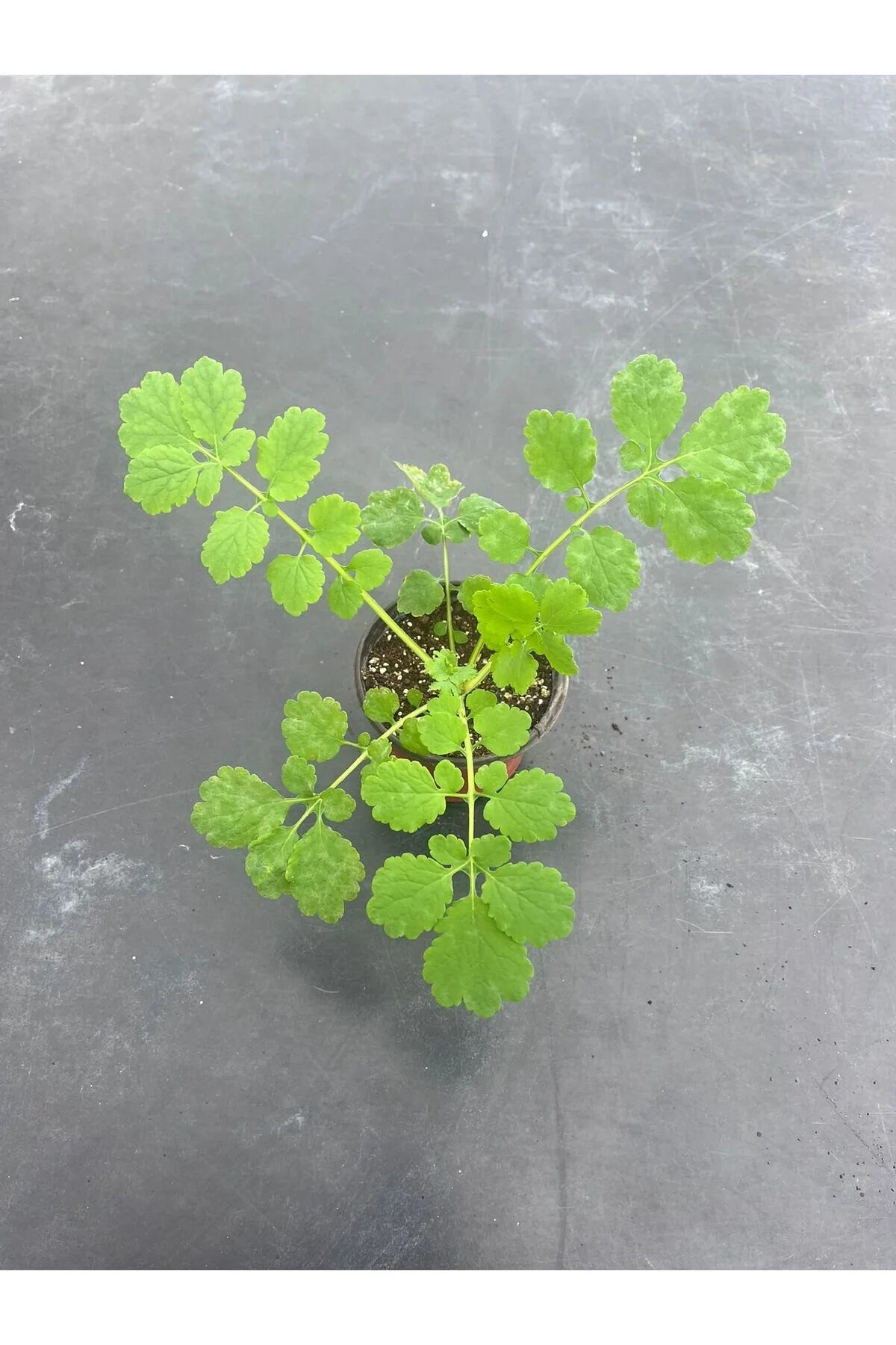 Kırlangıç Otu: Doğanın Gücünü Keşfedin