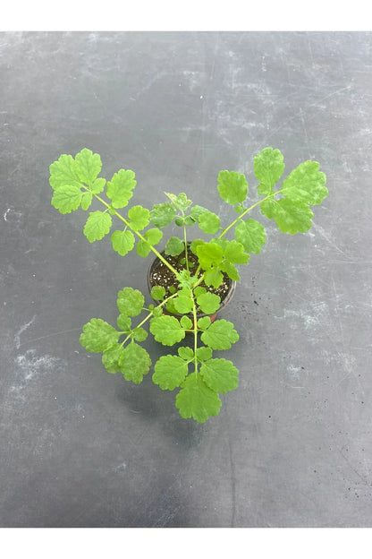 Kırlangıç Otu: Doğanın Gücünü Keşfedin