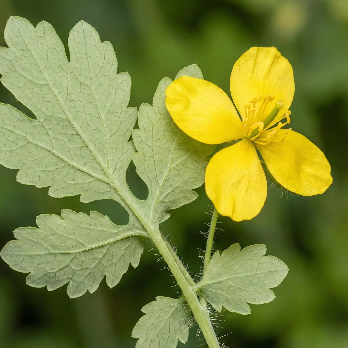 Kırlangıç Otu: Doğanın Gücünü Keşfedin
